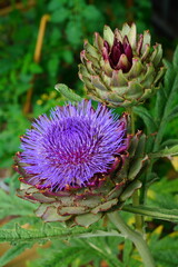 Purple artichoke flower growing in the garden