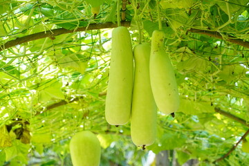 Gourds planted in the garden.