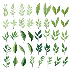  green tea leaves 