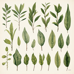  green tea leaves white background  - obrazy, fototapety, plakaty