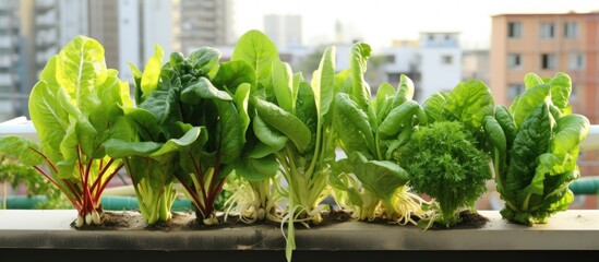 Easy to grow vegetables like chard and kangkung in an urban balcony garden.