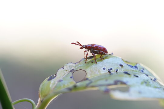Lilioceris cheni on a white background.