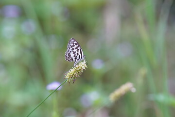 Tajuria maculata found in the wild.