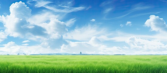 Rice field landscape with green grass and blue sky, clouds floating above.