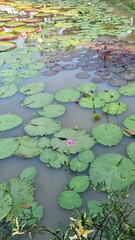 Victoria Lotus or Kradong Lotus, in the pond.