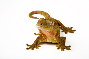 Mossy New Caledonian Gecko // Neukaledonischer Flechtengecko (Mniarogekko chahoua)