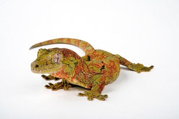 Mossy New Caledonian Gecko // Neukaledonischer Flechtengecko (Mniarogekko chahoua)