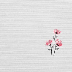 Carnation flower on plain background
