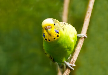 Budgie sitting on a branch. Bird in close-up.
