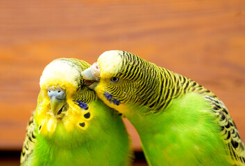 Budgie pair in front of a brown wooden background.
