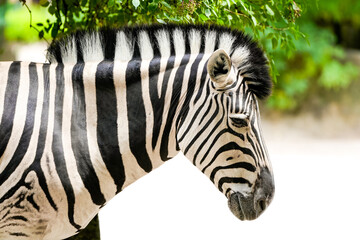 Portrait of a zebra. Animal in close-up. Hippotigris.
