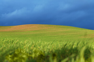 Germination in agricultural field against blue sky.