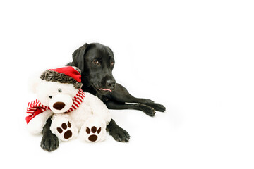 The mischievous black Labrador Retriever is lying next to a white polar bear stuffed animal with a red hat between its front paws