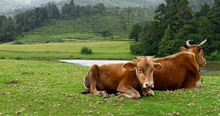 Fototapeta na wymiar Peaceful Countryside View: Two Cows Grazing in Green Fields, Enjoying the Farm's Open Space