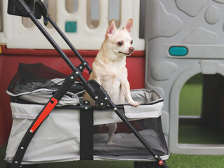  brown short hair chihuahua dog standing in pet stroller looking sideway. Colorful kids playground...