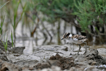 Spornkiebitz-Küken // chick of the Spur-winged lapwing (Vanellus spinosus) - Axios-Delta,...