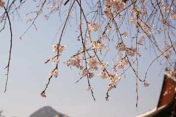 벚꽃, sakura