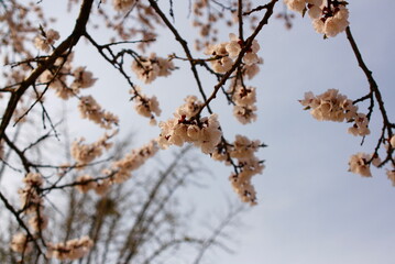 벚꽃, sakura