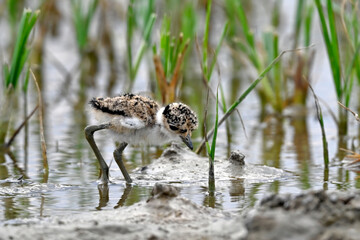 Spornkiebitz-Küken // chick of the Spur-winged lapwing (Vanellus spinosus) - Axios-Delta,...
