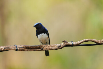 Blue-and-white Flycatcher on branch