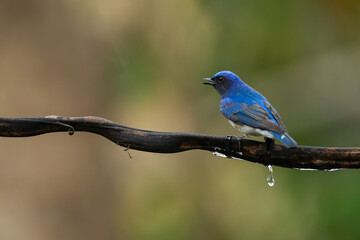 Blue-and-white Flycatcher on branch