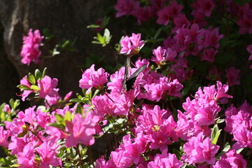 자연 경관에 대한 사진 nature