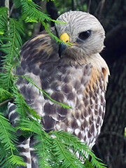 Close-Up Capture of a Hawk on a Tree. A hawk perched on a tree, its piercing gaze and intricate feathers captured in this close-up image, showcasing nature's elegance and the predator's grace