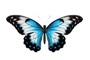 blue, black and white butterfly isolated on white or transparent png