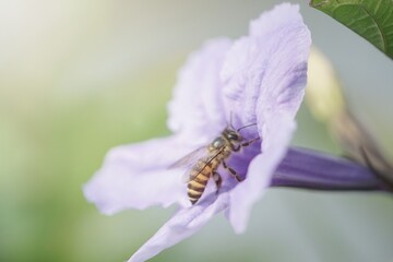 bee on flower
