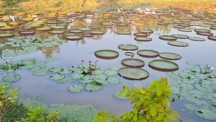 Victoria Lotus or Kradong Lotus, in the pond.