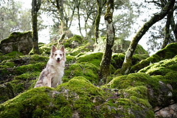 Fototapeta premium Border Collie