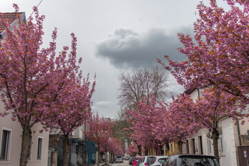 Red cherry tree in the later phase of bloom, colorful flowers on a tree, with urban background. Already visible normal leaves starting to sprout out.