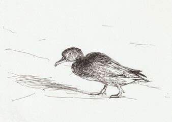 Duck drawing with a pen. A duck walks in the snow. The author's quick sketch with a black gel pen. The image of birds for the design. Contemporary art. Black and white illustration of wild birds - 692912317