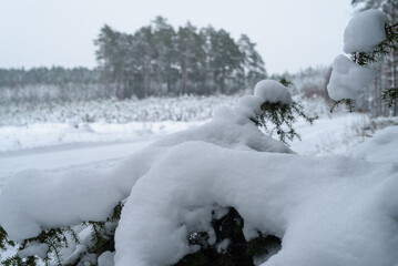 WINTER ATTACK - Snow in forest on trees and on the forest road