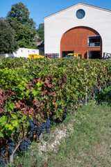 Fototapeta na wymiar Vineyards in Pauillac village, harvesting works, Haut-Medoc vineyards in Bordeaux, left bank of Gironde Estuary, France, ready to harvest