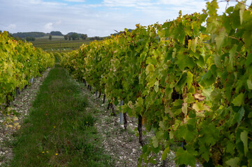 Fototapeta na wymiar Harvest time in Cognac white wine region, Charente, ripe ready to harvest ugni blanc grape uses for Cognac strong spirits distillation, France