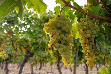 Fototapeta premium Harvest time in Cognac white wine region, Charente, ripe ready to harvest ugni blanc grape uses for Cognac strong spirits distillation, France