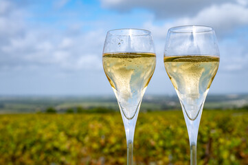 Tasting of grand cru sparkling white wine with bubbles champagne on chardonnay vineyards in Avize,  grand cru wine producer small village, Cote des Blancs, Champagne, France