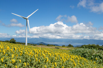 郡山布引風の高原_ひまわり