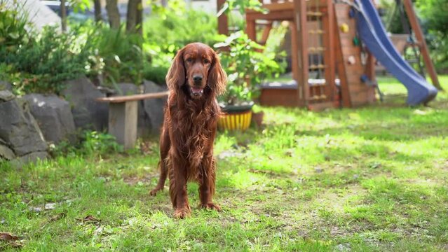 Owner playing with his red Irish setter dog. 