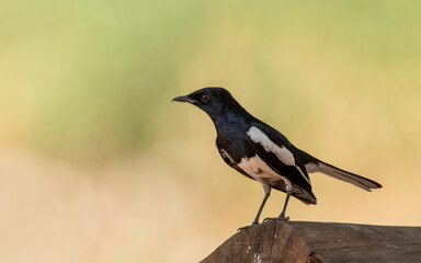 Oriental Magpie Robin on house roof