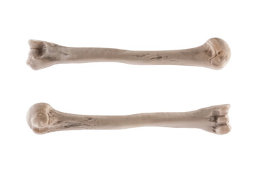 Two old bones isolated on white background