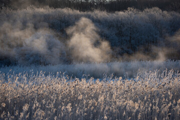 北海道の原生林から沸き立つ気嵐