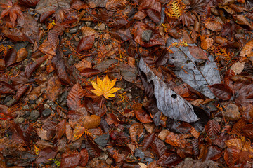 足もとの美しい紅葉