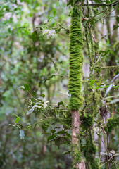 Moss Covered Tree in a Pure and Humid Environment