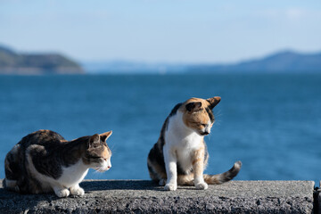 堤防でくつろぐ二匹の三毛猫