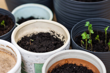 Vegetable seedlings growing in small flower pots with black soil, radish sprouts growing in flower...