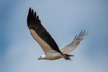 The African fish eagle or African sea eagle is a large species of eagle found in sub-Saharan Africa...