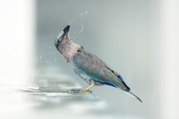 An indian roller (Coracias benghalensis) washes in a swiming pool and flicks water while shaking...