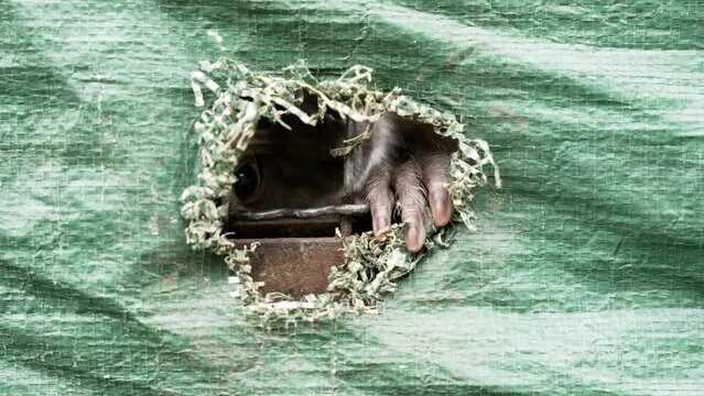 Sad image of wildlife trafficking, a capuchin monkey looks through the hole claiming for help, sad slow motion shot.